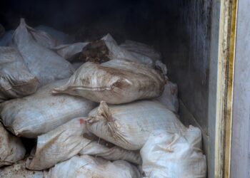 Nigeria Customs intercepts container laden with over 10,000 Donkey genitals