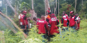 How we repelled cannabis cultivators in Edo State forests – NDLEA