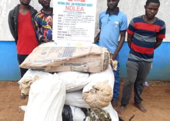 NDLEA destroys over 18,000kg of cannabis in Edo forest