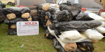 Drug barons abandon two Sienna buses with 1,455kg of Cannabis