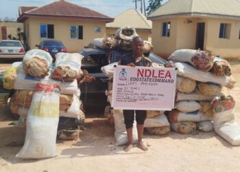 Edo NDLEA Command intercepts two vehicles with 1,046 kg cannabis sativa along Benin-Akure road, arrests two males
