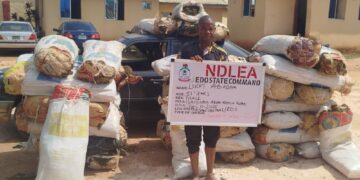 Edo NDLEA Command intercepts two vehicles with 1,046 kg cannabis sativa along Benin-Akure road, arrests two males
