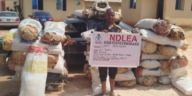 Edo NDLEA Command intercepts two vehicles with 1,046 kg cannabis sativa along Benin-Akure road, arrests two males
