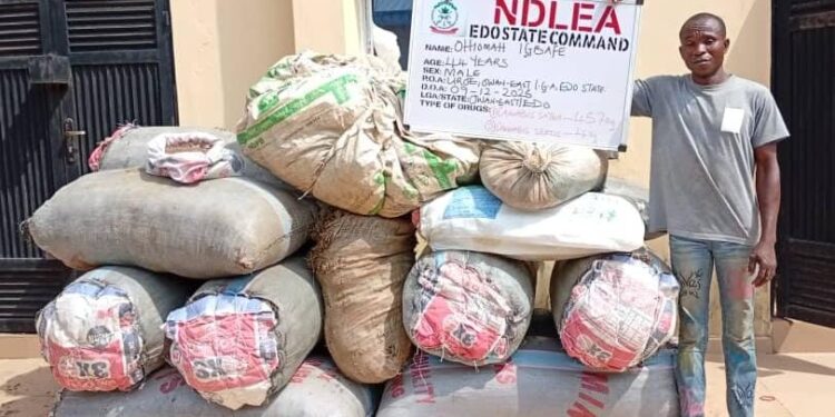 NDLEA seizes 457 kg of skunk cannabis in Edo