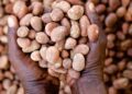 Nigeria continues ban on export of raw shea nut