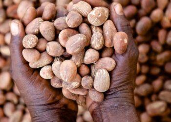 Nigeria continues ban on export of raw shea nut