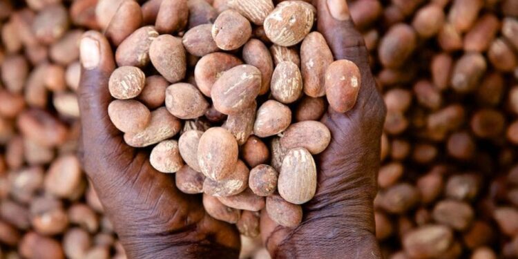 Nigeria continues ban on export of raw shea nut