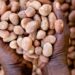 Nigeria continues ban on export of raw shea nut