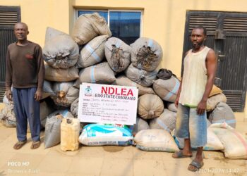 NDLEA Edo arrests 46, seizes 6,439kg narcotic drugs, convicts 7