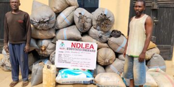 NDLEA Edo arrests 46, seizes 6,439kg narcotic drugs, convicts 7