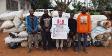 NDLEA raids dry-season cannabis farms in Edo