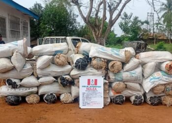 NDLEA arrests 56 in Edo with 2,167.74kg of Cannabis, destroys 3 farms, secures 14 convictions