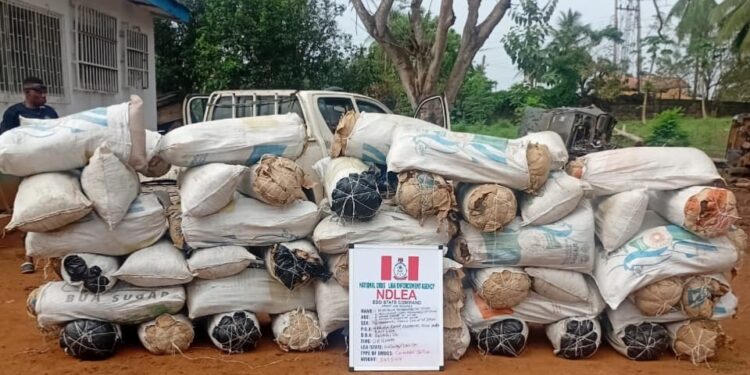 NDLEA arrests 56 in Edo with 2,167.74kg of Cannabis, destroys 3 farms, secures 14 convictions