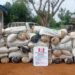 NDLEA arrests 56 in Edo with 2,167.74kg of Cannabis, destroys 3 farms, secures 14 convictions