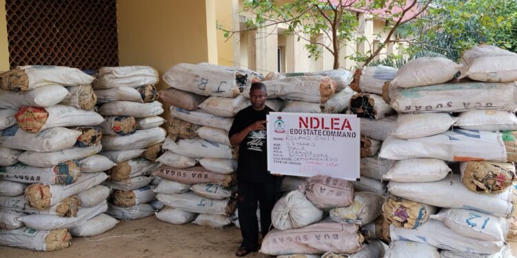 NDLEA Edo Command smashes major drug warehouses, seizes 1,378kg of cannabis