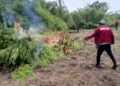 NDLEA Edo Command destroys two cannabis farms of 1,388.42 kg, arrests four suspects