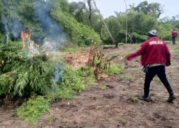 NDLEA Edo Command destroys two cannabis farms of 1,388.42 kg, arrests four suspects