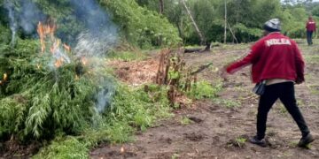 NDLEA Edo Command destroys two cannabis farms of 1,388.42 kg, arrests four suspects