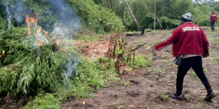 NDLEA Edo Command destroys two cannabis farms of 1,388.42 kg, arrests four suspects