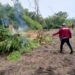 NDLEA Edo Command destroys two cannabis farms of 1,388.42 kg, arrests four suspects