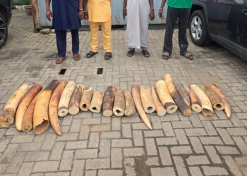 Four arrested as Customs, NESREA, WJC intercept N126.4m illegal Elephant tusks