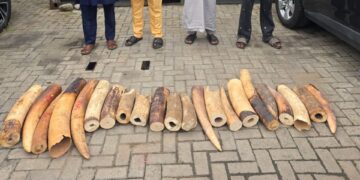 Four arrested as Customs, NESREA, WJC intercept N126.4m illegal Elephant tusks