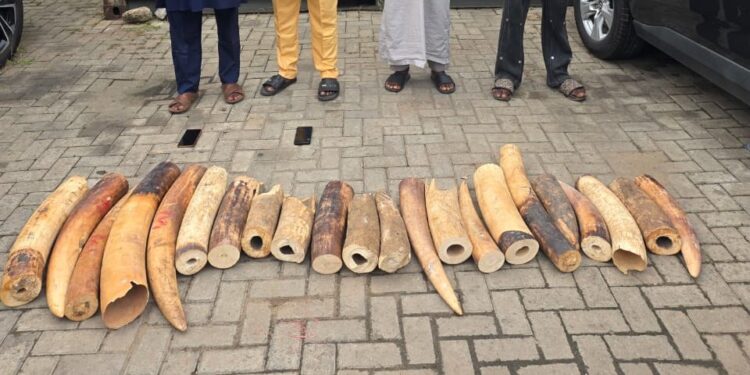 Four arrested as Customs, NESREA, WJC intercept N126.4m illegal Elephant tusks