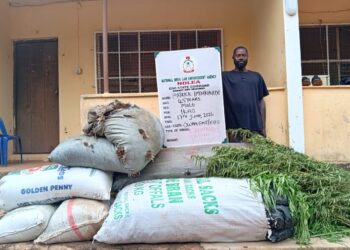 EDO NDLEA destroys cannabis farms, arrests 42 suspects with 4,905.36kg as cartel abandons tramadol, codeine