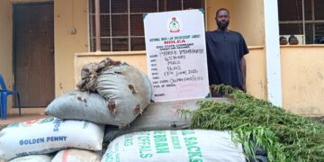 EDO NDLEA destroys cannabis farms, arrests 42 suspects with 4,905.36kg as cartel abandons tramadol, codeine