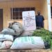 EDO NDLEA destroys cannabis farms, arrests 42 suspects with 4,905.36kg as cartel abandons tramadol, codeine