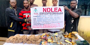 NDLEA Edo State Command destroys cannabis farms of 4,628.9kg in Igbanke forests, arrests 10 suspects in Abuja Quarters raid