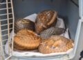 Traffickers flee as Customs rescues five live Pangolins in Ogun