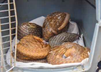 Traffickers flee as Customs rescues five live Pangolins in Ogun