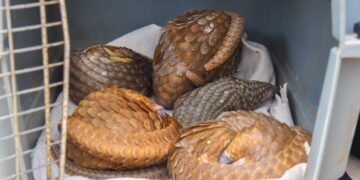 Traffickers flee as Customs rescues five live Pangolins in Ogun